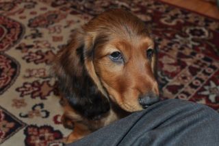 Jamnik d�ugow�osy